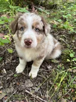 Lotus, a male Australian Shepherd for sale in Scappoose, OR – 17 of 26
