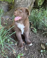 Briar, a male Australian Shepherd for sale in Scappoose, OR – 5 of 16
