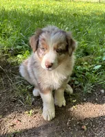 Lotus, a male Australian Shepherd for sale in Scappoose, OR – 15 of 26