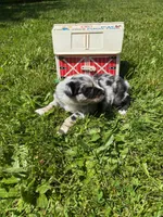 Bluebell, a female Australian Shepherd for sale in Scappoose, OR – 4 of 5