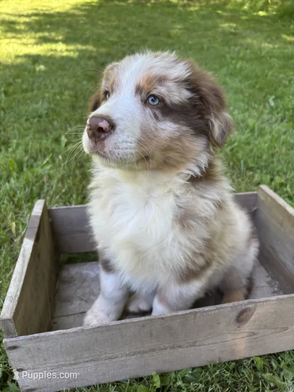 Lotus – Australian Shepherd puppy for sale in Scappoose, OR