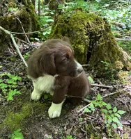 Sage, a male Australian Shepherd for sale in Scappoose, OR – 8 of 18
