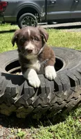Sage, a male Australian Shepherd for sale in Scappoose, OR – 16 of 18