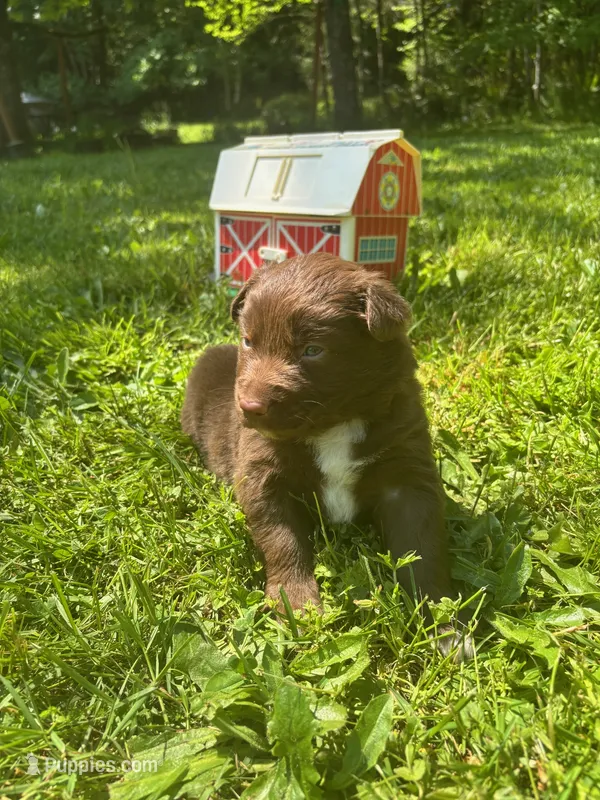 Briar – Australian Shepherd puppy for sale in Scappoose, OR