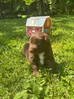 Briar, a male Australian Shepherd for sale in Scappoose, OR – 1 of 4