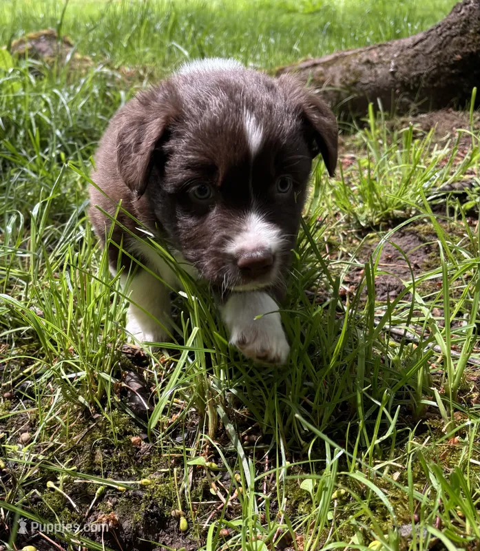 Sage – Australian Shepherd puppy for sale in Scappoose, OR