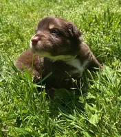 Clementine, a female Australian Shepherd for sale in Scappoose, OR – 5 of 5
