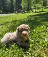 Quill, a male Australian Shepherd for sale in Scappoose, OR – 5 of 5