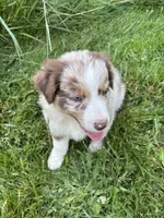 Lotus, a male Australian Shepherd for sale in Scappoose, OR – 26 of 26