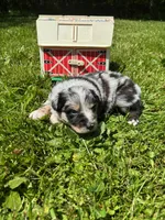 Bluebell, a female Australian Shepherd for sale in Scappoose, OR – 2 of 5
