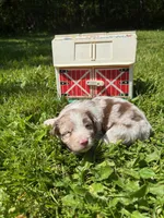 Camellia, a female Australian Shepherd for sale in Scappoose, OR – 4 of 4
