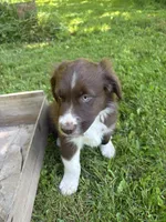 Sage, a male Australian Shepherd for sale in Scappoose, OR – 6 of 18