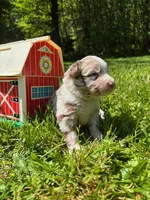 Camellia, a female Australian Shepherd for sale in Scappoose, OR – 2 of 4