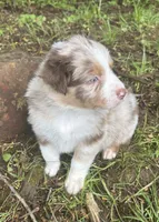Lotus, a male Australian Shepherd for sale in Scappoose, OR – 5 of 10
