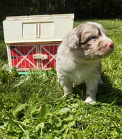 Azalea, a female Australian Shepherd for sale in Scappoose, OR – 2 of 6