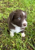 Sage, a male Australian Shepherd for sale in Scappoose, OR – 17 of 18