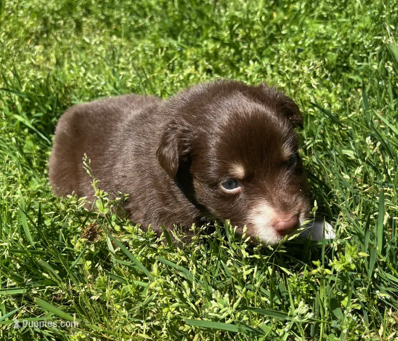 Clementine – Australian Shepherd puppy for sale in Scappoose, OR
