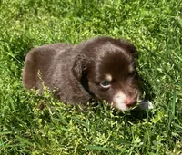 Clementine, a female Australian Shepherd for sale in Scappoose, OR – 1 of 5