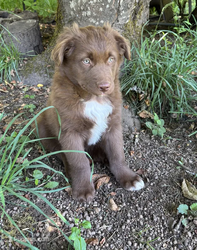 Briar – Australian Shepherd puppy for sale in Scappoose, OR