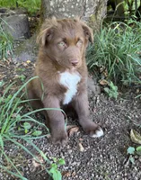 Briar, a male Australian Shepherd for sale in Scappoose, OR – 2 of 16