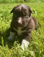 Iris, a female Australian Shepherd for sale in Scappoose, OR – 2 of 5