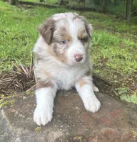 Lotus, a male Australian Shepherd for sale in Scappoose, OR – 6 of 10