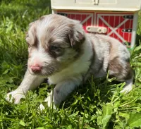 Azalea, a female Australian Shepherd for sale in Scappoose, OR – 5 of 6