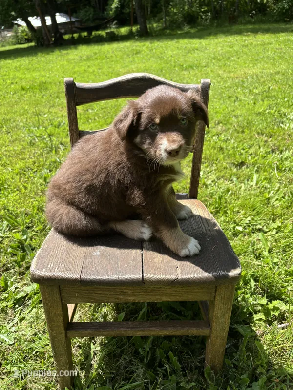 Clementine – Australian Shepherd puppy for sale in Scappoose, OR