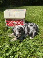 Bluebell, a female Australian Shepherd for sale in Scappoose, OR – 5 of 5