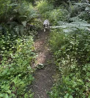Lotus, a male Australian Shepherd for sale in Scappoose, OR – 11 of 26
