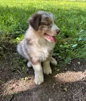 Lotus, a male Australian Shepherd for sale in Scappoose, OR – 13 of 26