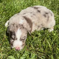 Valerian, a male Australian Shepherd for sale in Scappoose, OR – 5 of 5