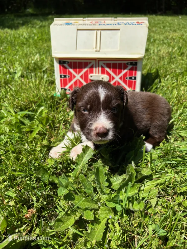 Sage – Australian Shepherd puppy for sale in Scappoose, OR