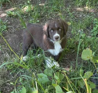 Sage, a male Australian Shepherd for sale in Scappoose, OR – 2 of 18