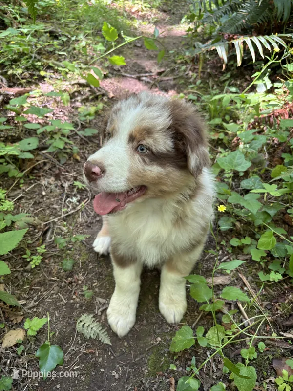 Lotus – Australian Shepherd puppy for sale in Scappoose, OR