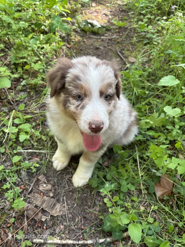 Lotus – Australian Shepherd puppy for sale in Scappoose, OR