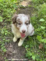 Lotus, a male Australian Shepherd for sale in Scappoose, OR – 7 of 26