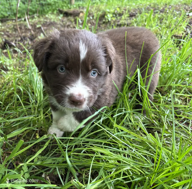 Sage – Australian Shepherd puppy for sale in Scappoose, OR