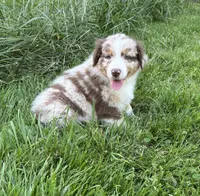 Lotus, a male Australian Shepherd for sale in Scappoose, OR – 5 of 26