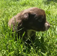 Clementine, a female Australian Shepherd for sale in Scappoose, OR – 3 of 5