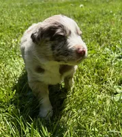 Valerian, a male Australian Shepherd for sale in Scappoose, OR – 2 of 5