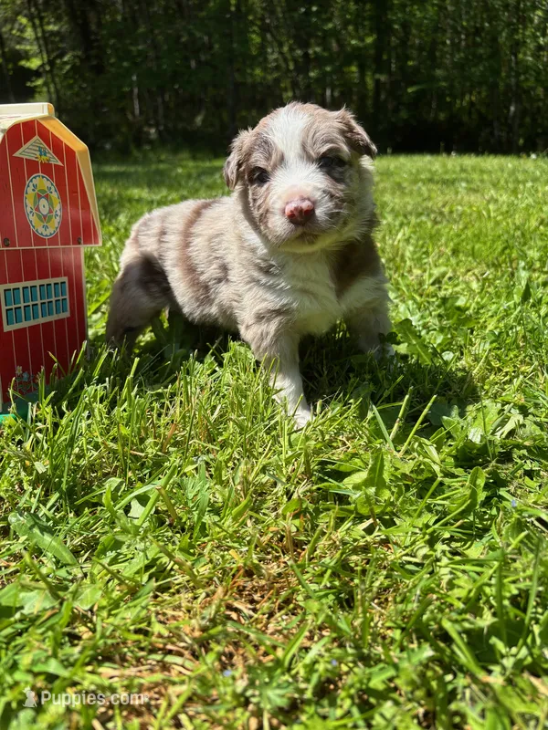 Valerian – Australian Shepherd puppy on hold in Scappoose, OR