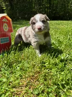 Valerian, a male Australian Shepherd for sale in Scappoose, OR – 1 of 5