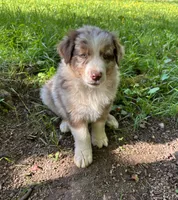 Lotus, a male Australian Shepherd for sale in Scappoose, OR – 12 of 26