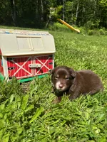 Clementine, a female Australian Shepherd for sale in Scappoose, OR – 2 of 5