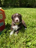 Sage, a male Australian Shepherd for sale in Scappoose, OR – 4 of 5