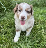 Lotus, a male Australian Shepherd for sale in Scappoose, OR – 3 of 26