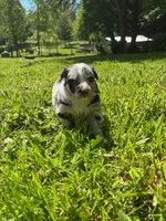 Bluebell, a female Australian Shepherd for sale in Scappoose, OR – 3 of 5