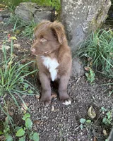 Briar, a male Australian Shepherd for sale in Scappoose, OR – 8 of 16