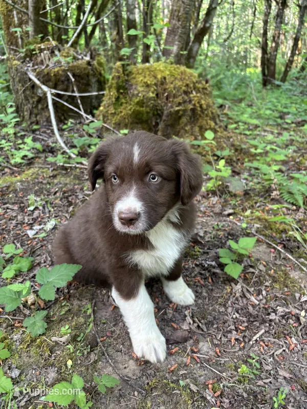 Sage – Australian Shepherd puppy for sale in Scappoose, OR